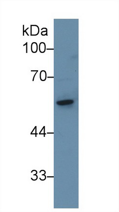 9613