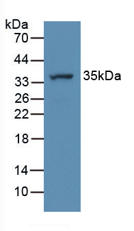 41668