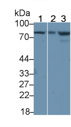 21801