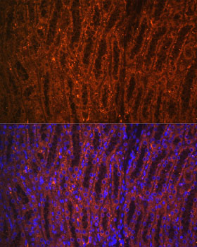 A2036, иммунофлуоресценция, срезы почки крысы (7509)