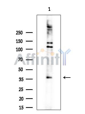 Валидация Affinity df3187 - 13997