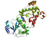 Exonuclease 3"-5" Domain Containing Protein 1 (EXD1)