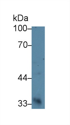 14703