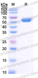 AHG47402, SDS-PAGE