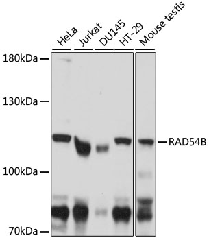 Валидация Elabscience E-AB-91472