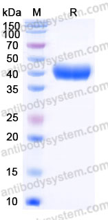 AMD38902, SDS-PAGE