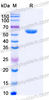 EHD72203, SDS-PAGE