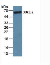960