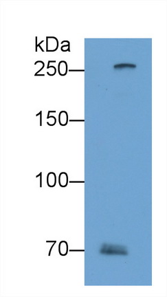 1238