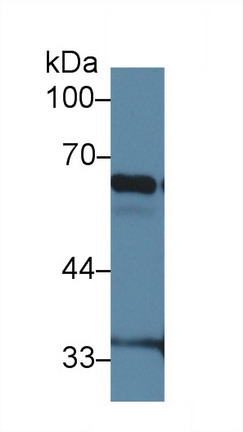 10052