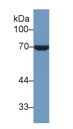 9481