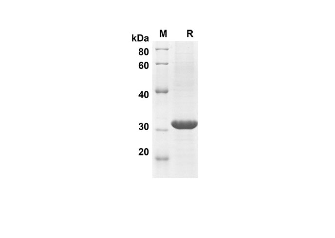 Валидация Elabscience PDEM100147(500)