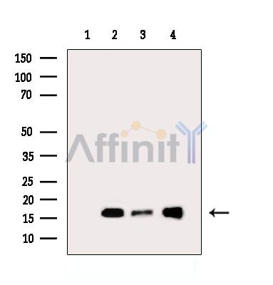 Валидация Affinity DF14365 - 10279
