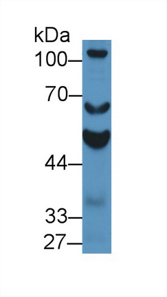 14150