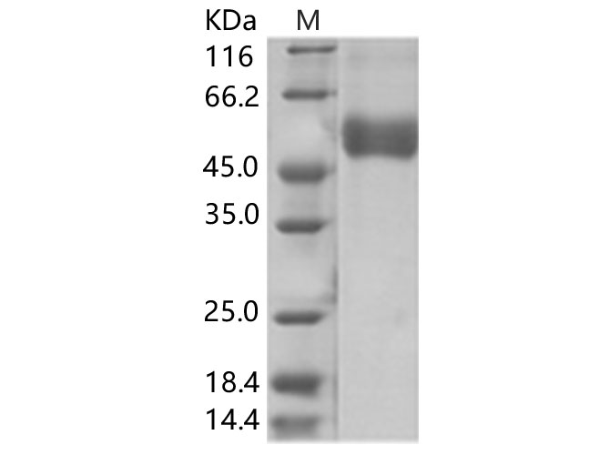 Валидация Elabscience PKSV030261(6027)