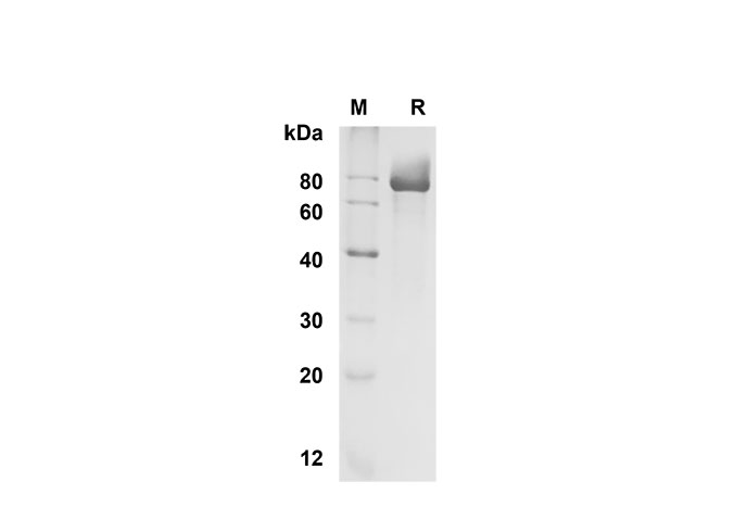 Валидация Elabscience PDMH100300(912)