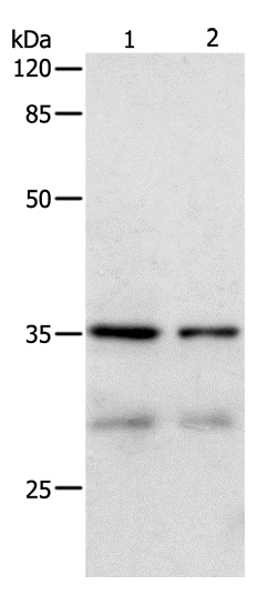 Валидация Elabscience E-AB-13989