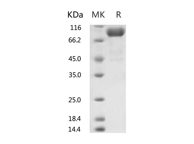 Валидация Elabscience PKSR030510(5820)