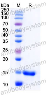 Валидация SDS-PAGE - AntibodySystem RHC83401
