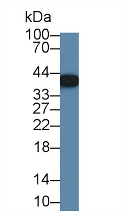 12635