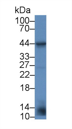 12907