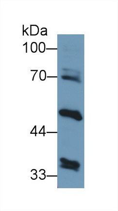 9682