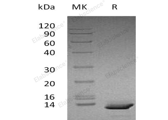 Валидация Elabscience PKSH032291(2793)