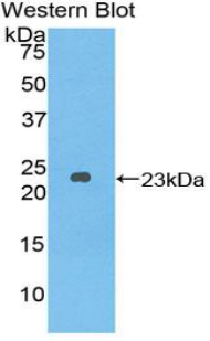 52002