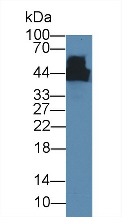 10503