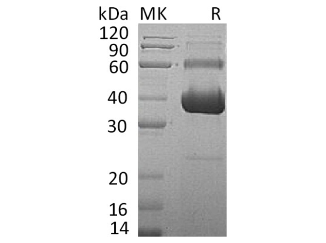 Валидация Elabscience PKSH032039(2594)