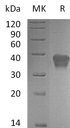 Валидация Elabscience PKSM041157(5067)