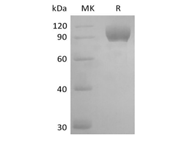 Валидация Elabscience PKSM041434(5309)