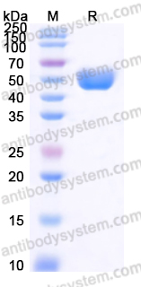 AHF64003, SDS-PAGE