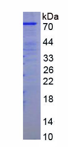 64815