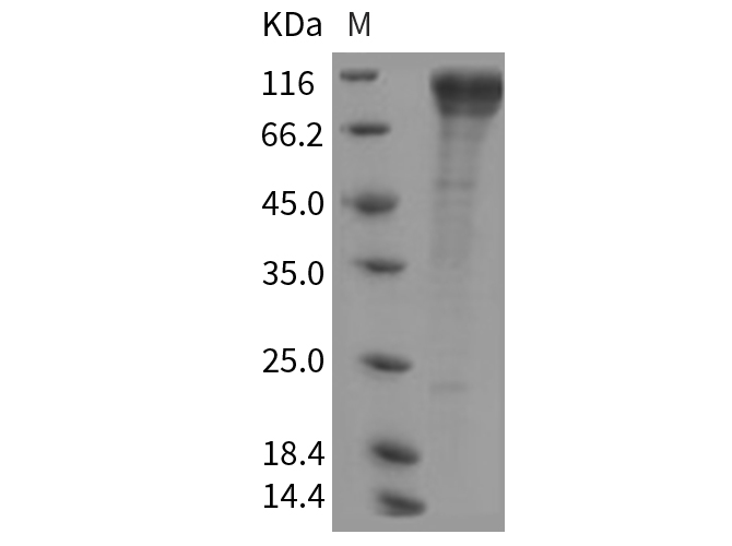 Валидация Elabscience PKSR030264(5616)