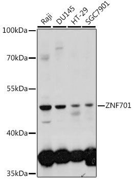 Валидация Elabscience E-AB-91438