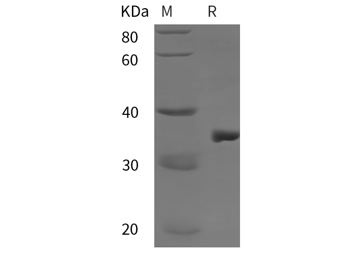 Валидация Elabscience PDEH101063(449)