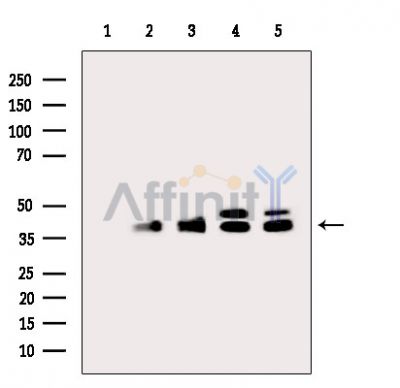 Валидация Affinity DF15387 - 11701