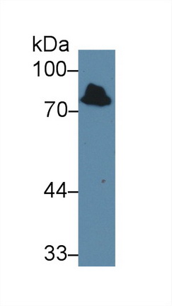 13692