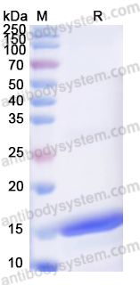 Валидация AntibodySystem YVV31402