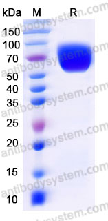 AMF69501, SDS-PAGE