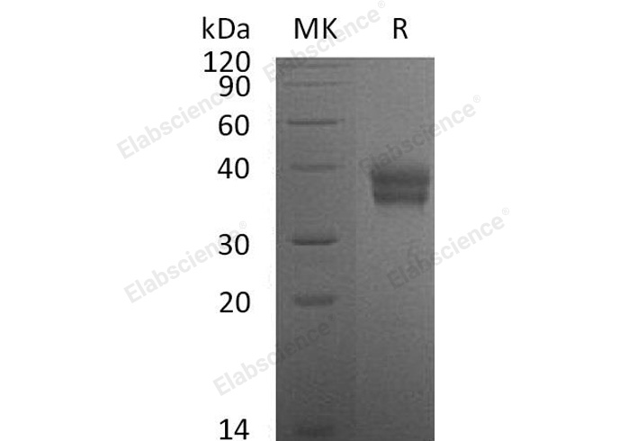 Валидация Elabscience PKSM040971(4909)