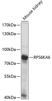 Валидация Elabscience E-AB-66362