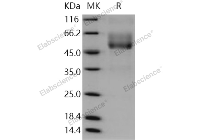 Валидация Elabscience PKSH030274(1222)