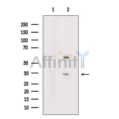 Валидация Affinity DF7116 - 18758