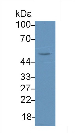 5292