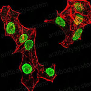 Валидация IF - AntibodySystem RHF53205