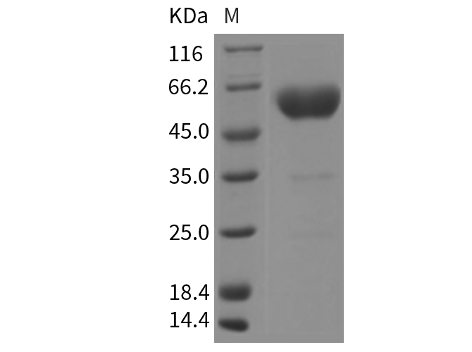 Валидация Elabscience PKSR030139(5506)