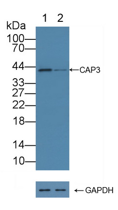 12278