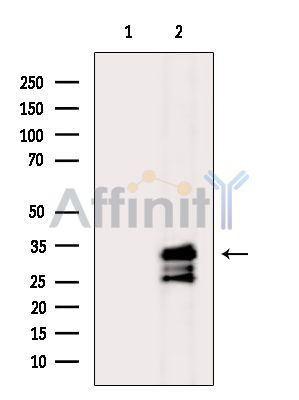 Валидация Affinity DF14133 - 9931